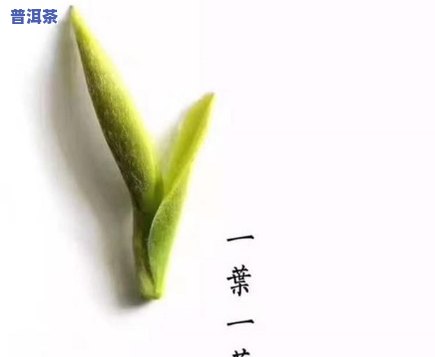 普洱茶：一芽一叶的含义解析