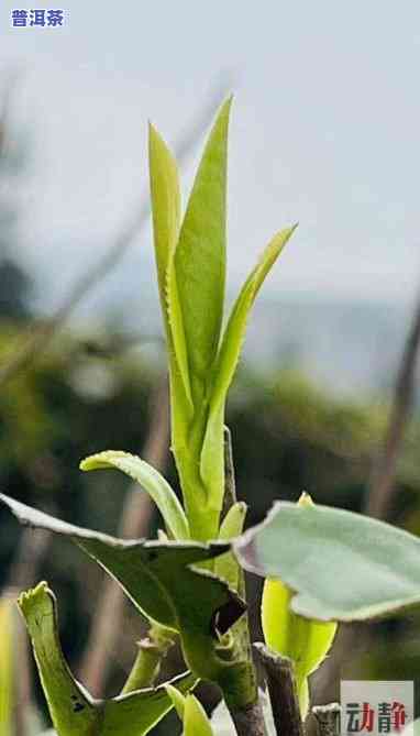 普洱茶新茶几月出新芽啊-普洱茶新茶几月出新芽啊图片