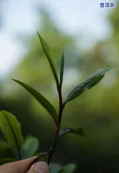 普洱茶新茶几月出新芽啊-普洱茶新茶几月出新芽啊图片