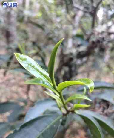 普洱茶新茶几月出新芽啊-普洱茶新茶几月出新芽啊图片