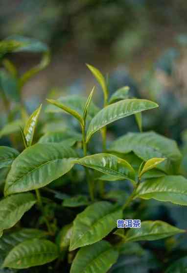 普洱茶新茶几月出新芽啊-普洱茶新茶几月出新芽啊图片