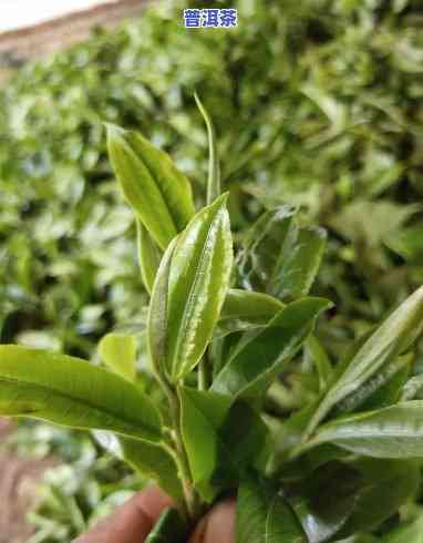 普洱茶新茶几月出新芽啊-普洱茶新茶几月出新芽啊图片