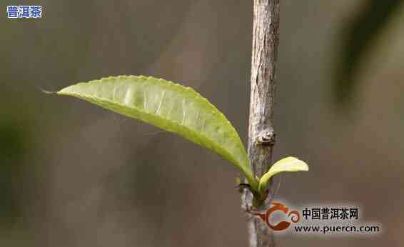 普洱茶新茶几月出新芽啊-普洱茶新茶几月出新芽啊图片