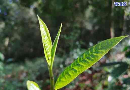 普洱茶用什么叶子包装好喝，探究普洱茶的包装叶子：哪种最能提升口感？