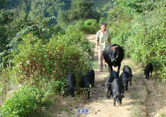 普洱更高海拔在哪里-普洱更高海拔在哪里啊