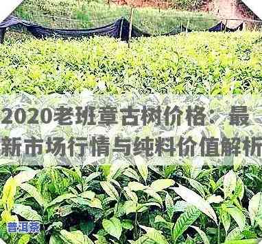 老班章古树茶2020价格：最新行情与趋势分析