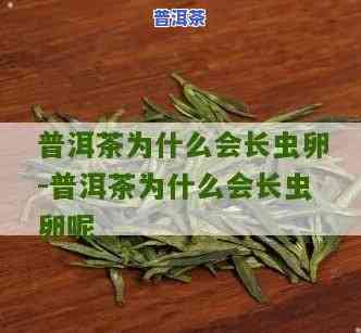 普洱茶为什么有小虫卵呢-普洱茶为什么有小虫卵呢图片