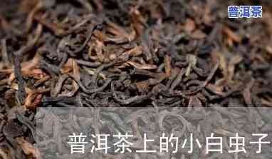 普洱茶为什么有小虫卵呢-普洱茶为什么有小虫卵呢图片