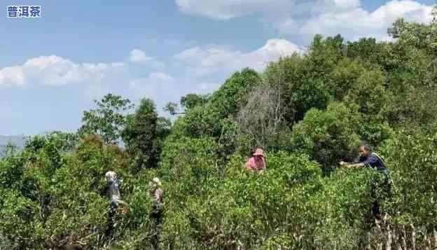 大理普洱茶采摘日期查询-大理普洱茶采摘日期查询网