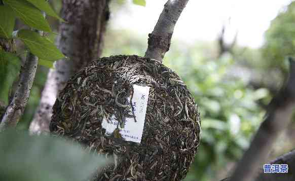 有机普洱茶叶，品味健康：探索有机普洱茶叶的世界