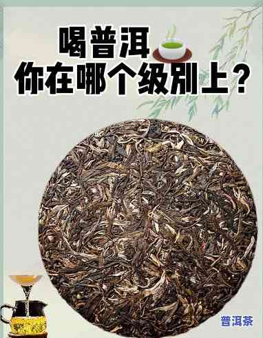 普洱茶6311的含义是什么？请解释一下