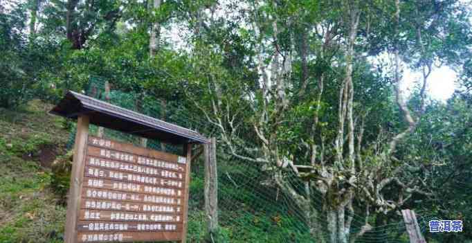 老班章格朗和南糯山-老班章和南糯山哪个好