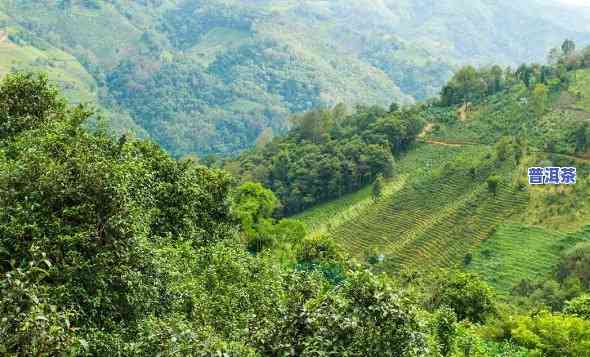 老班章在哪座古茶山上？探索神秘的老班章古茶园