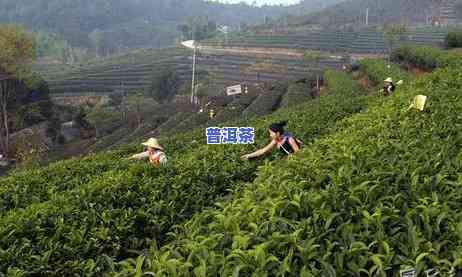 德宏普洱茶历史简介资料大全，深度解析：德宏普洱茶的历史与文化大全