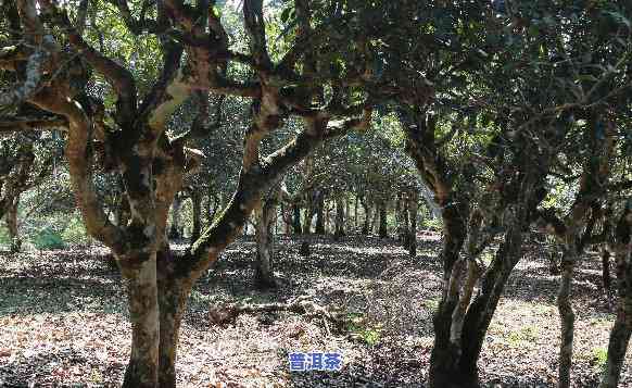 常州古树普洱茶批发地址-常州古树普洱茶批发地址在哪里