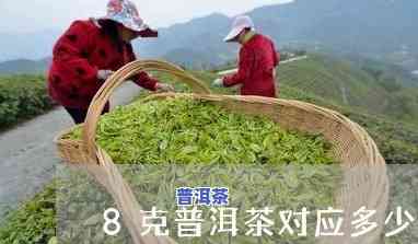 8克普洱茶应选用容量多少的壶？