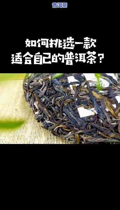 普洱茶选购常识与技巧视频教程