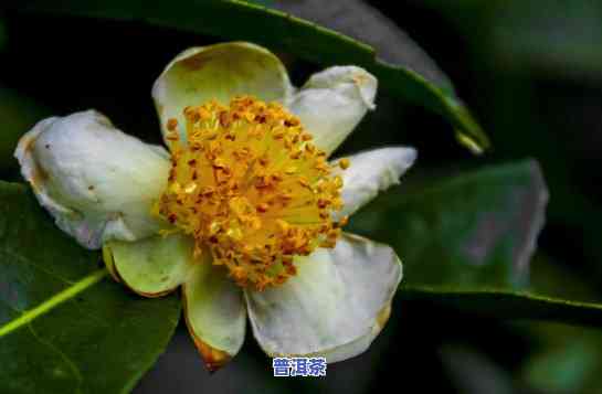 普洱茶花可以泡水喝吗，普洱茶花是不是适合泡水饮用？探讨其功效与留意事项