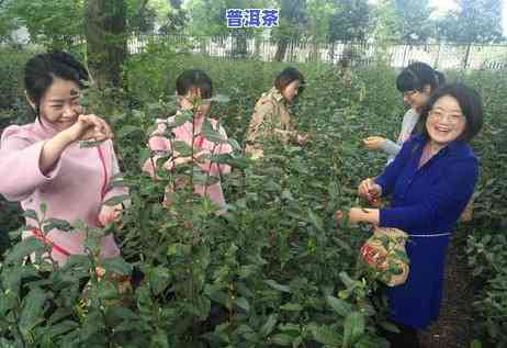 名人推荐普洱茶排行榜前十名：最新榜单及图片解析