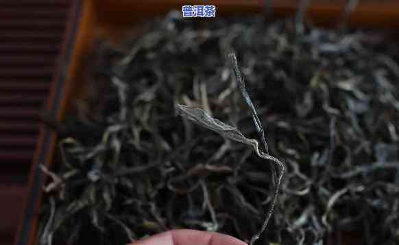 探究老班章茶的特别香气及其品质优劣