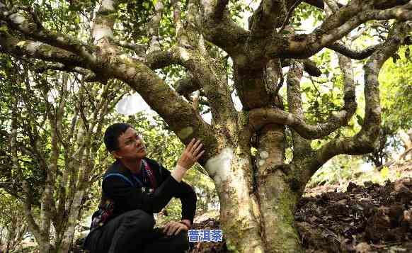 老班章是什么香，探秘茶界瑰宝：老班章的香气特性与品尝体验