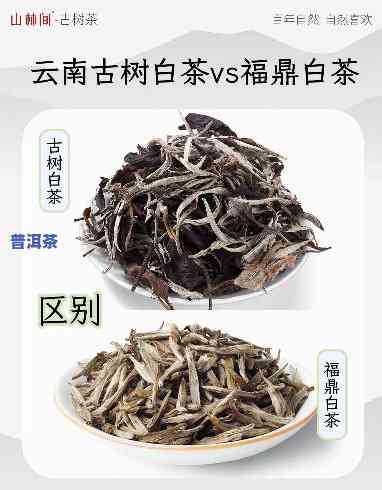 云南老白茶属于什么茶类？详解其茶种特点与分类