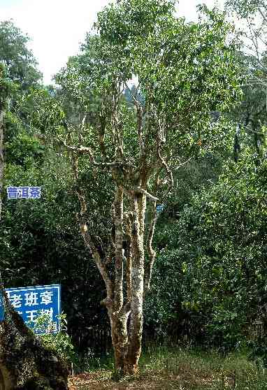 老班章风景区在哪里，寻找茶马古道瑰宝：探秘云南老班章风景区