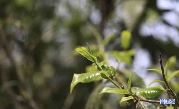 探究普洱茶的味道来源：深入熟悉其口感与香气的奥秘