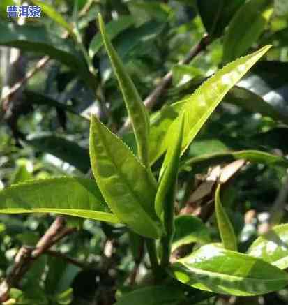 2017弯弓普洱茶价格-2019年弯弓普洱茶价格