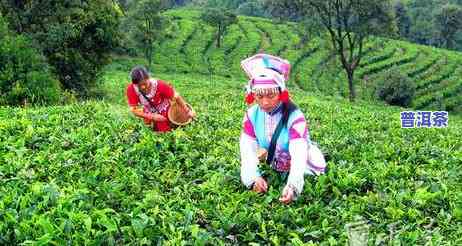 冰岛老班章，探秘世界顶级普洱茶：冰岛老班章的魅力与传说