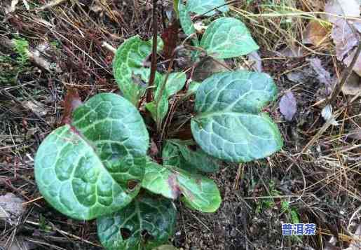 普洱草图片大全草，探索大自然的馈赠：普洱草图片大全与草知识深度解析