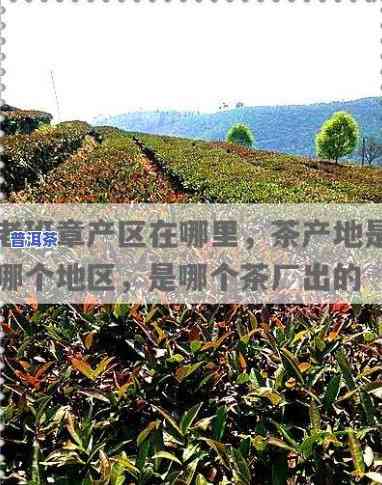 老班章茶叶产地，探秘老班章：揭秘著名茶叶产地的神秘魅力