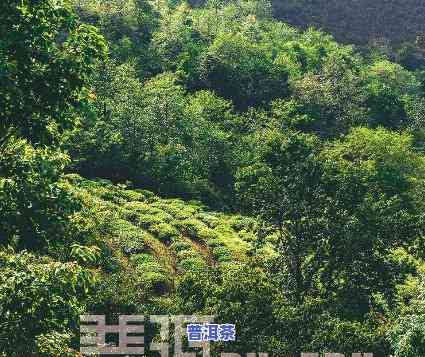 普洱老树和大树区别-普洱老树和大树区别在哪