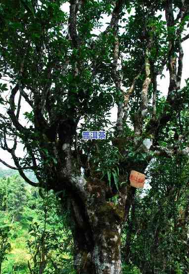 布朗山老班章古树茶，探秘神秘的布朗山老班章古树茶：品味千年历史与独特风味