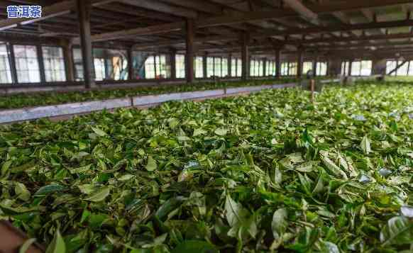 大理做普洱茶的厂有哪些，探寻大理普洱茶的魅力：揭秘当地知名茶厂