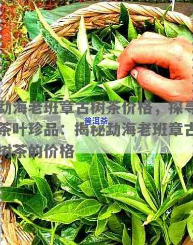 老班章毛茶价格，探寻茶叶珍品：老班章毛茶的价格解析