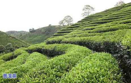 熟普洱茶有哪些种类，探秘熟普洱茶：熟悉其各种品种与分类