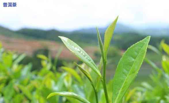 深入熟悉：老班章春茶与秋茶、雨水茶的区别及其口感特点