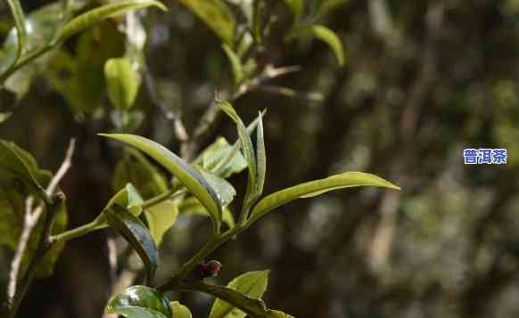 老班章茶汤色泽：探析其特点与形成起因