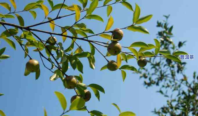 深圳哪里能买到普洱茶籽油？探索深圳普洱茶场