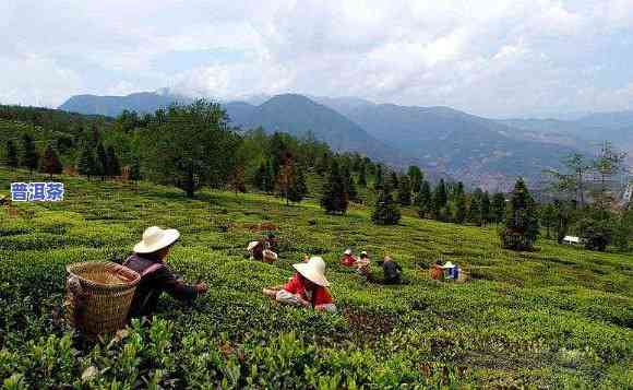 深圳普洱茶场：寻找优质茶叶的好去处