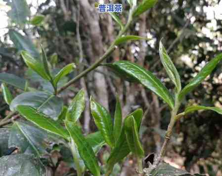 普洱茶的单株的特点及功效，深度解析：普洱茶单株的特别特点与神奇功效