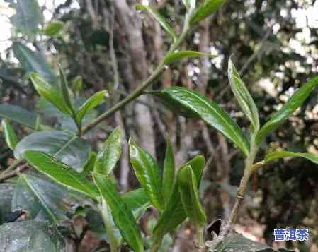 普洱茶的单株的特点及功效，揭秘普洱茶单株的特别特点与神奇功效