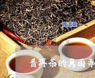 普洱茶：细菌还是真菌？口感与卫生怎样平衡？