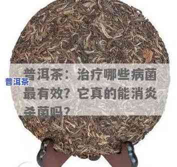 普洱茶：细菌还是真菌？口感与卫生怎样平衡？