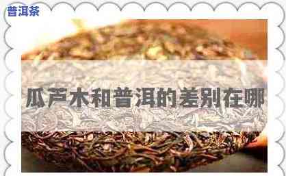 深入熟悉：瓜芦木与茶的区别及其功效