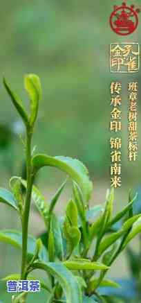 老班章有甜茶吗，探索老班章的特别魅力：是不是有甜茶的踪迹？