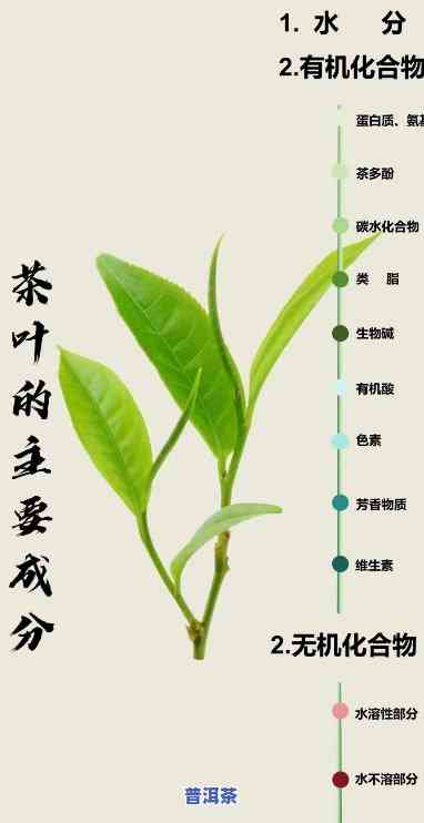 普洱茶成分解析：深入熟悉其组成