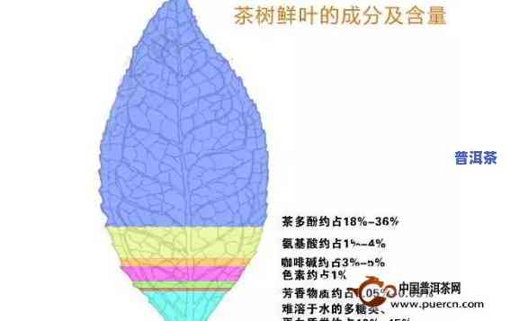 普洱茶的主要成分：茶多酚与其他关键元素解析