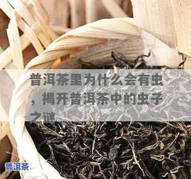 普洱茶上有小虫子，普洱茶中的小虫子：起因、作用与解决方法